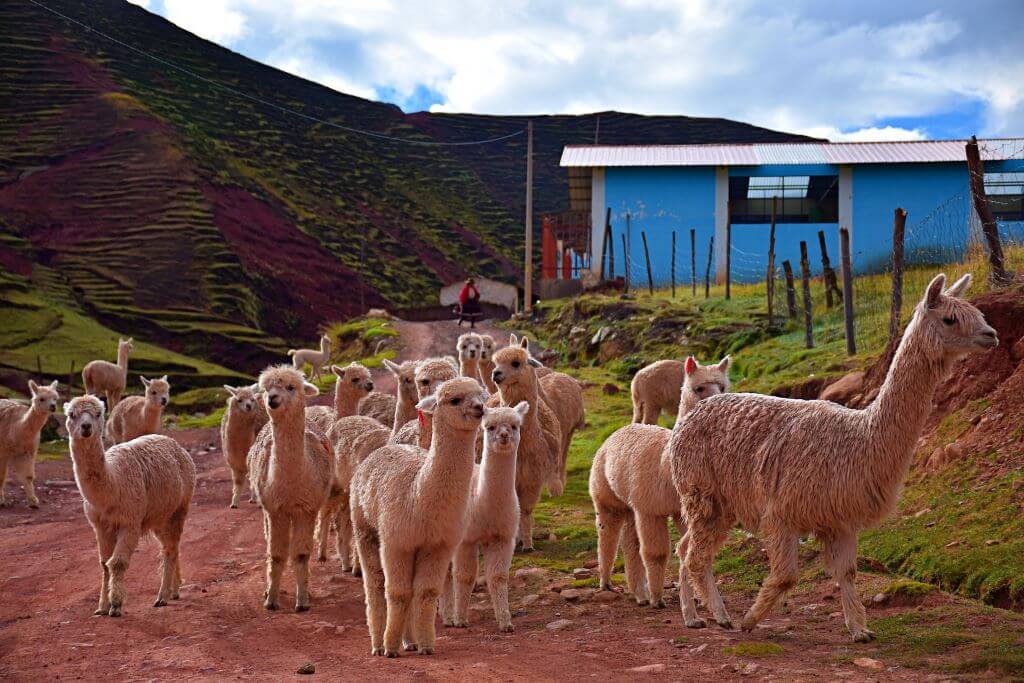 Rebaño de llamas