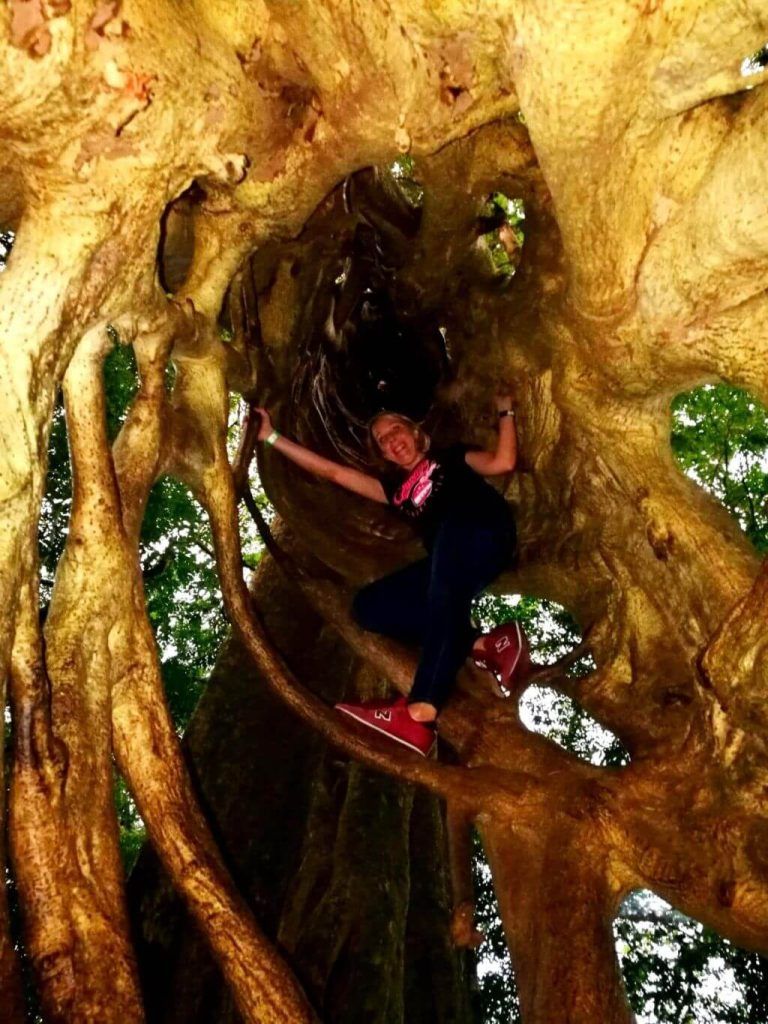 Árbol Monteverde