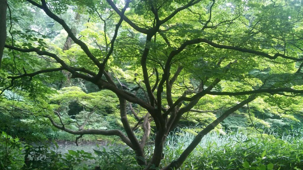 Jardines japoneses v