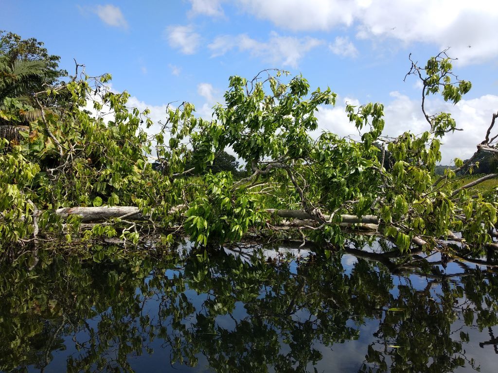 Manglar