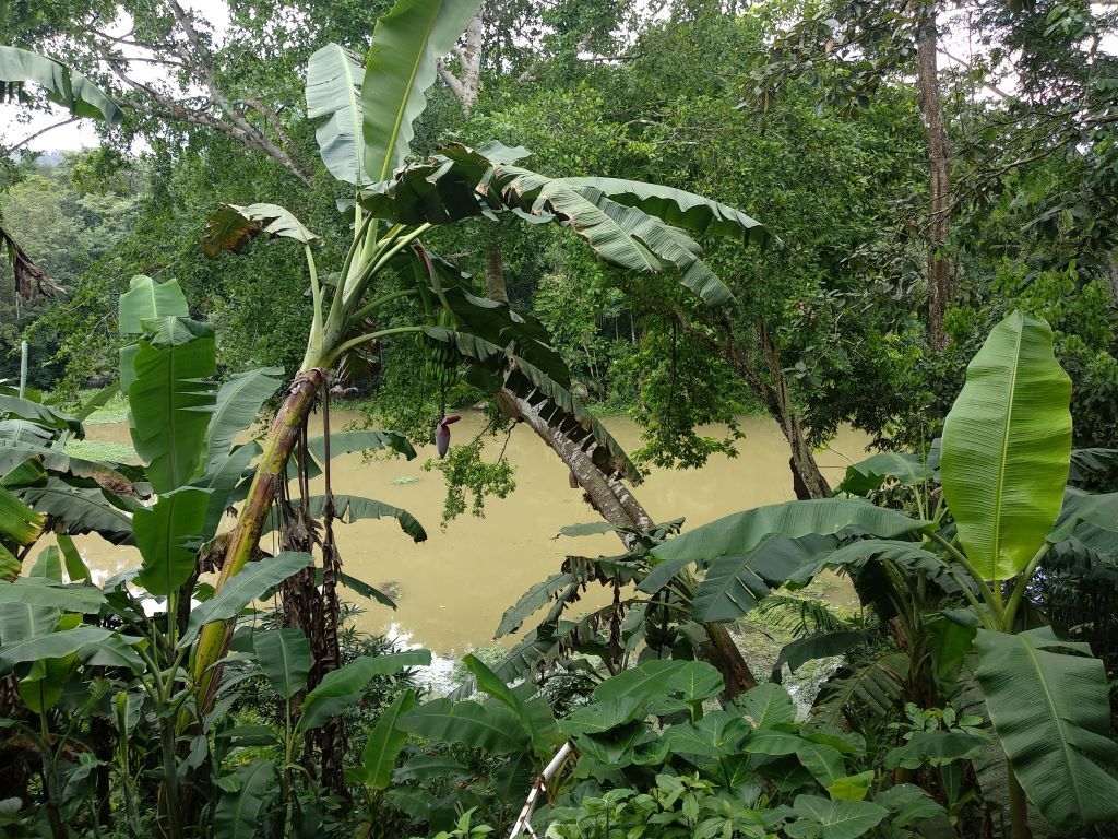 Platanero