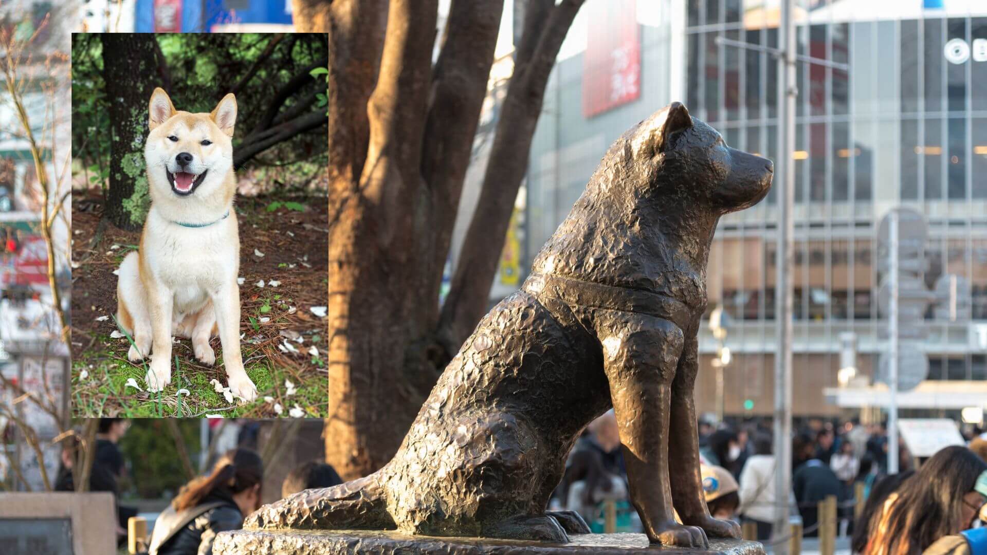 Shibuya Crossing y Hachikō