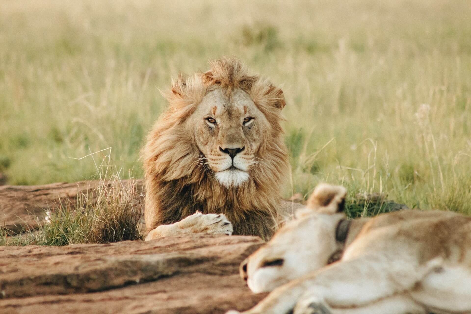 Safari en Serengueti