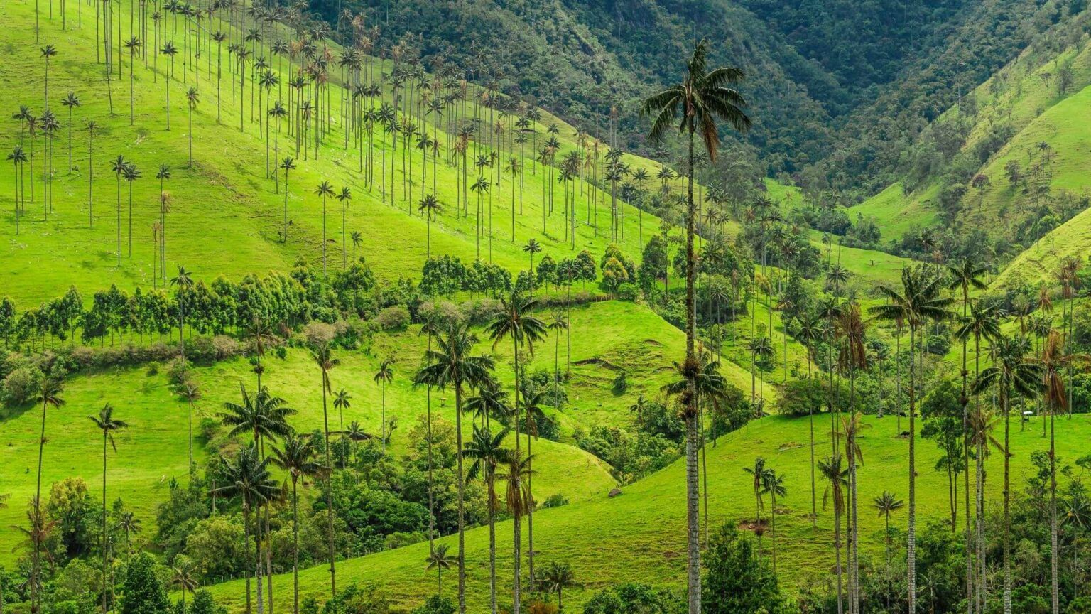 qu-ver-en-valle-de-cocora-c-mo-llegar-rutas-y-miradores-colombia