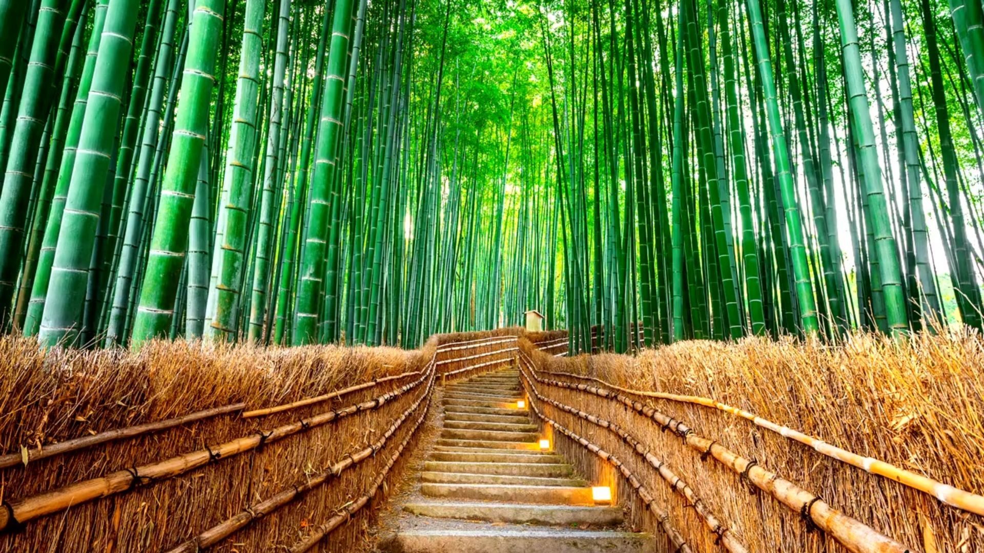 Bosque de bambú
