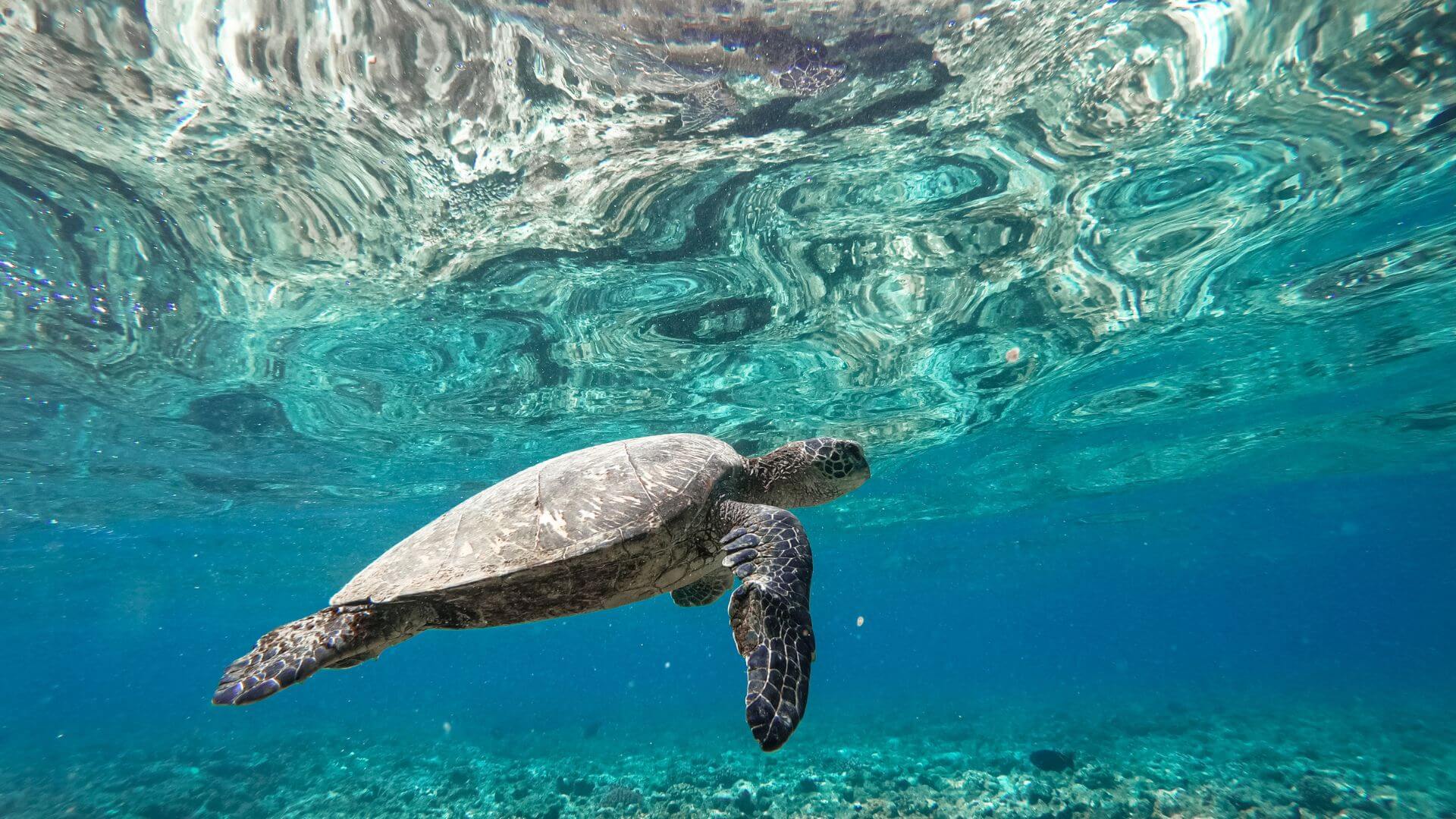 Playa de Akumal México tortuga marina en playa