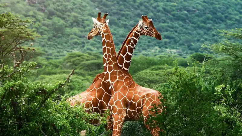 África
